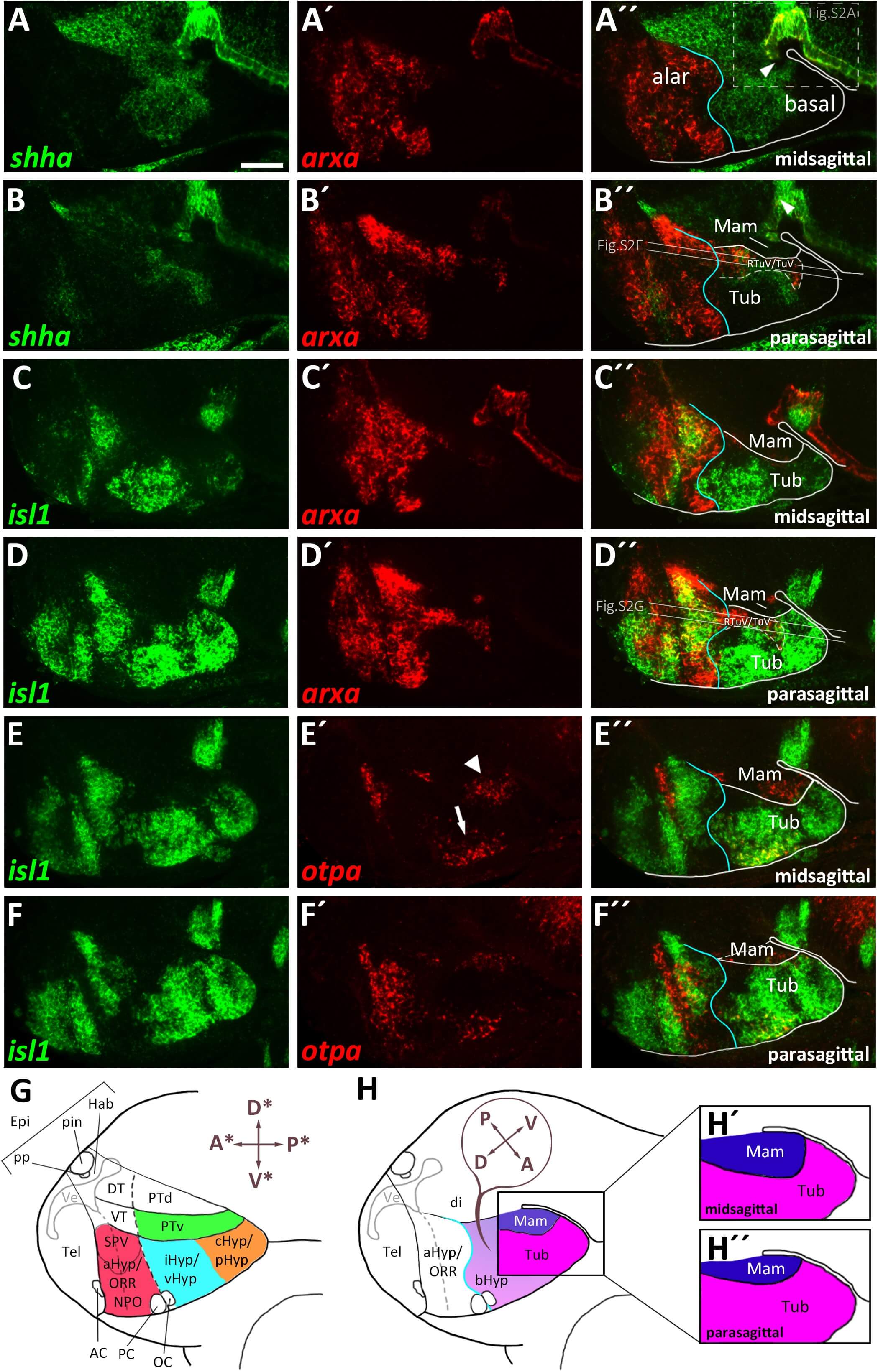 Frontiers Conserved Genoarchitecture of the Basal Hypothalamus in